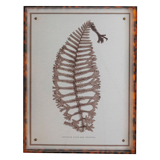 Sepia Fern X