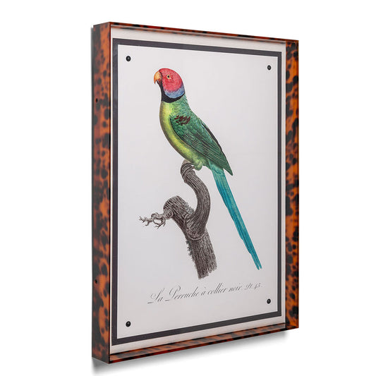 Parrot Turquoise VIII