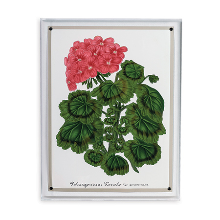 Geranium I