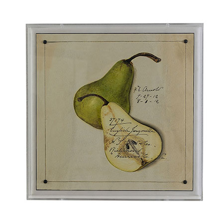 Jongouelle Pear