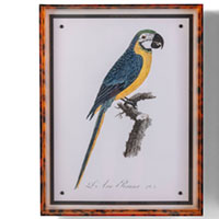 Parrot Blue I