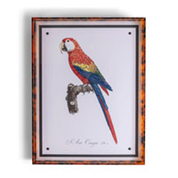 Parrot Red II