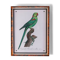 Parrot Green Vii