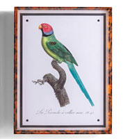 Parrot Turquoise Viii