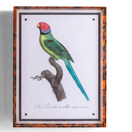 Parrot Turquoise Viii