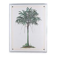 Palm Tree II