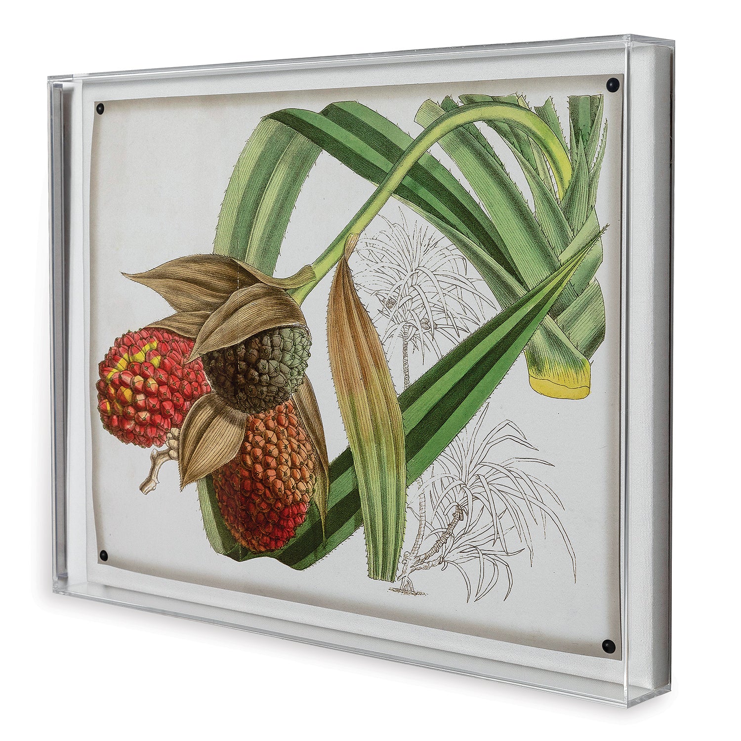 Tropical Foliage III