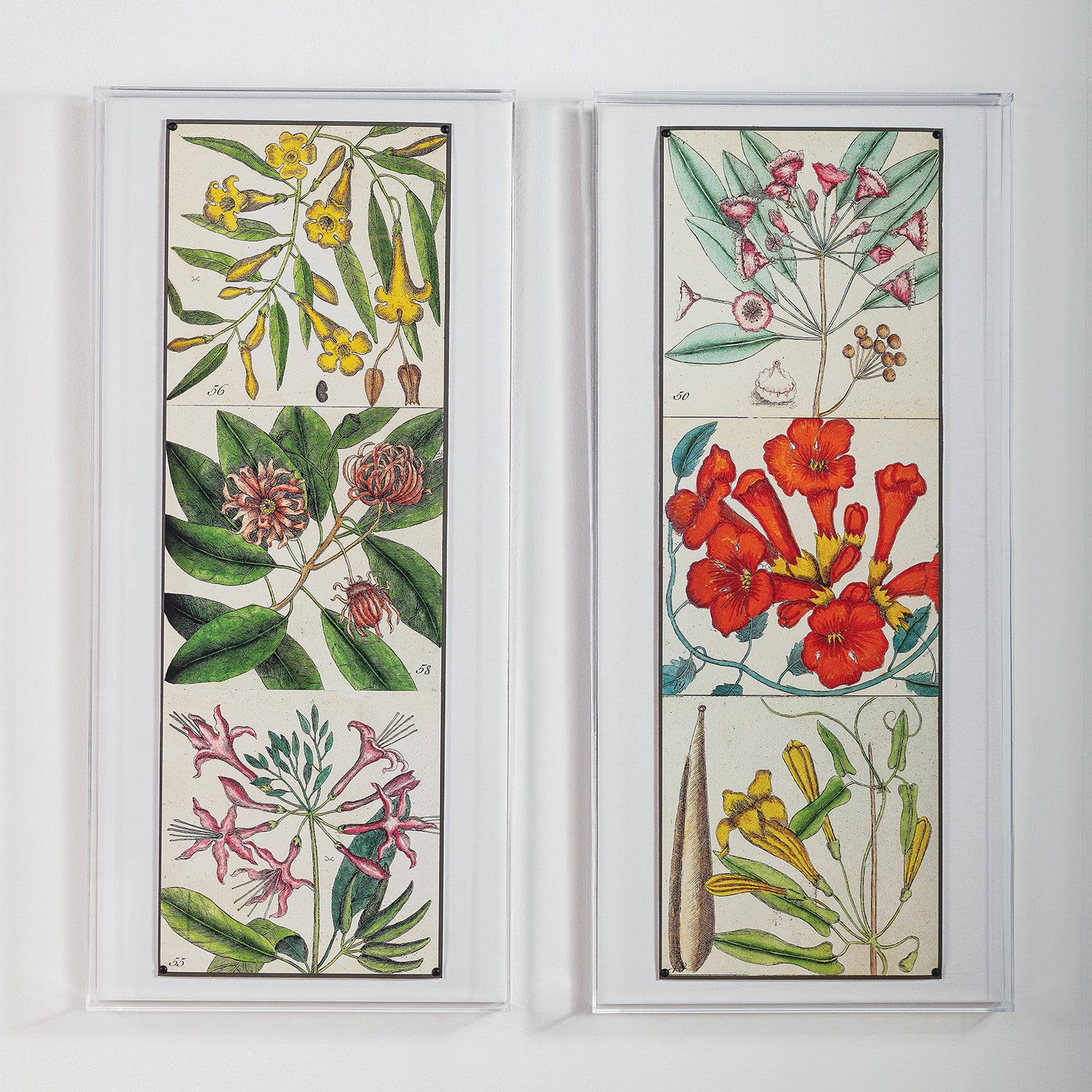 Catesby Botanical II