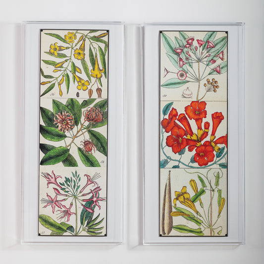 Catesby Botanical II