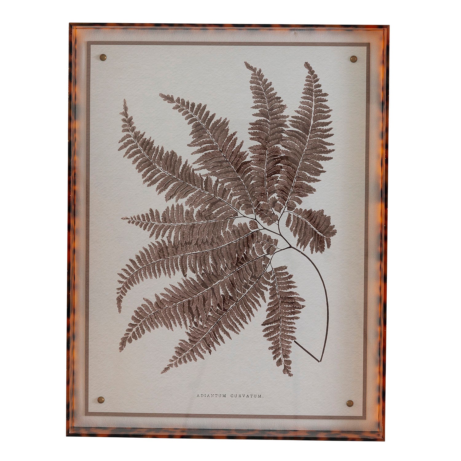 Sepia Fern II