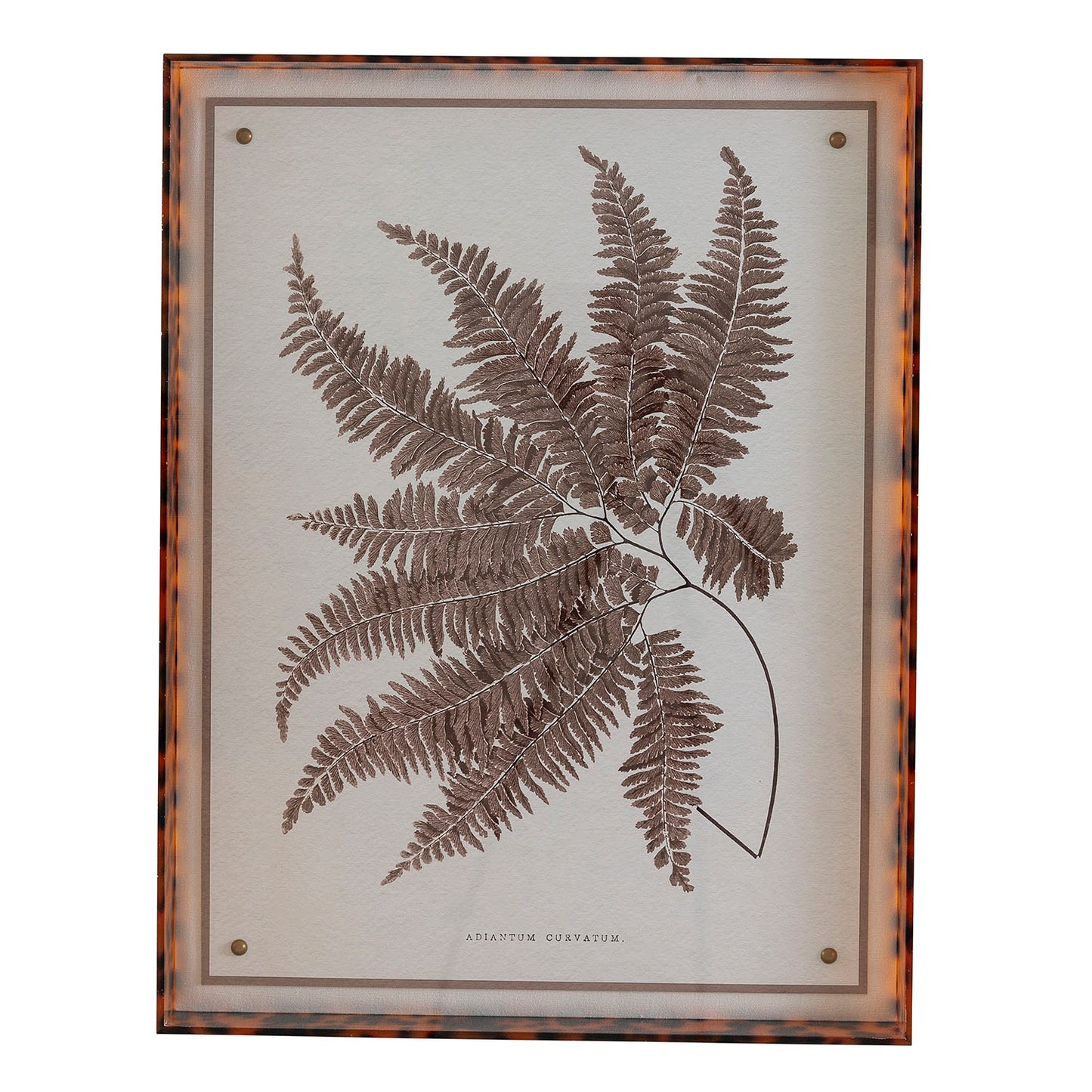 Sepia Fern II
