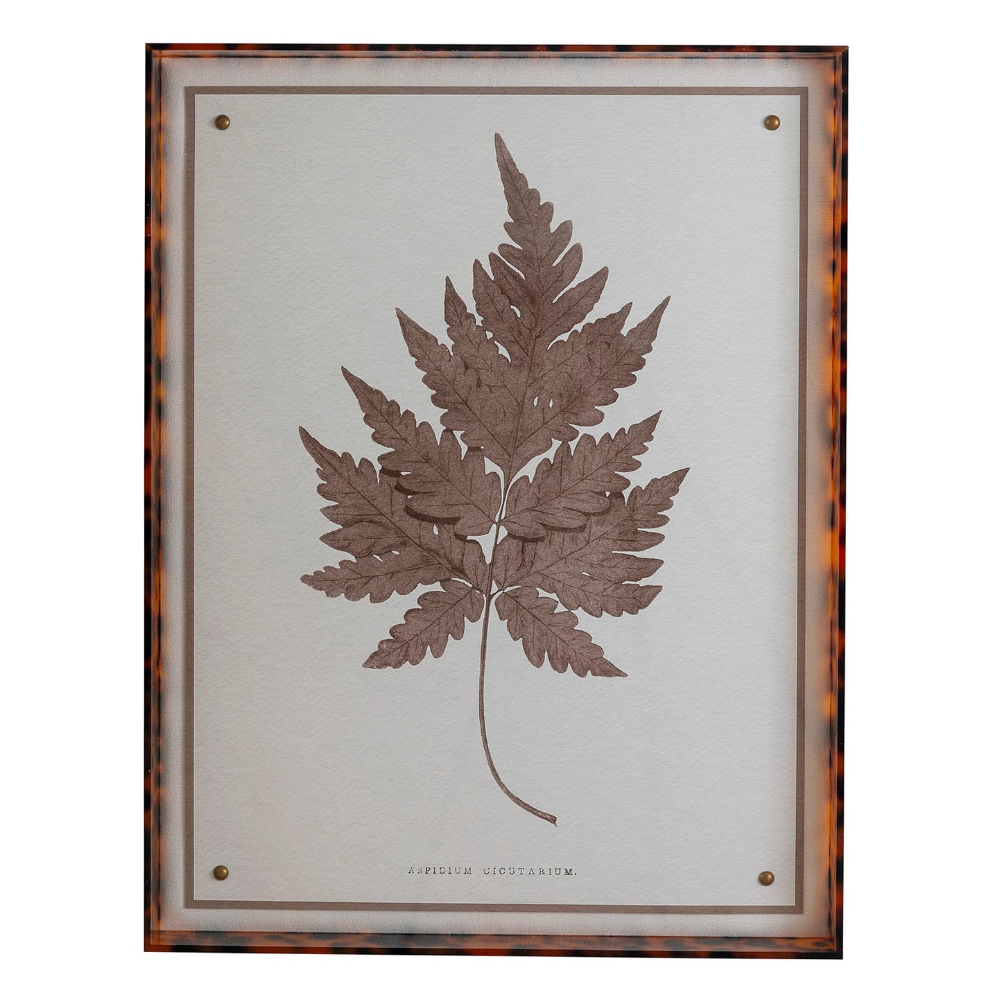 Sepia Fern Vii