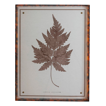 Sepia Fern Vii