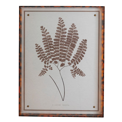 Sepia Fern Ix