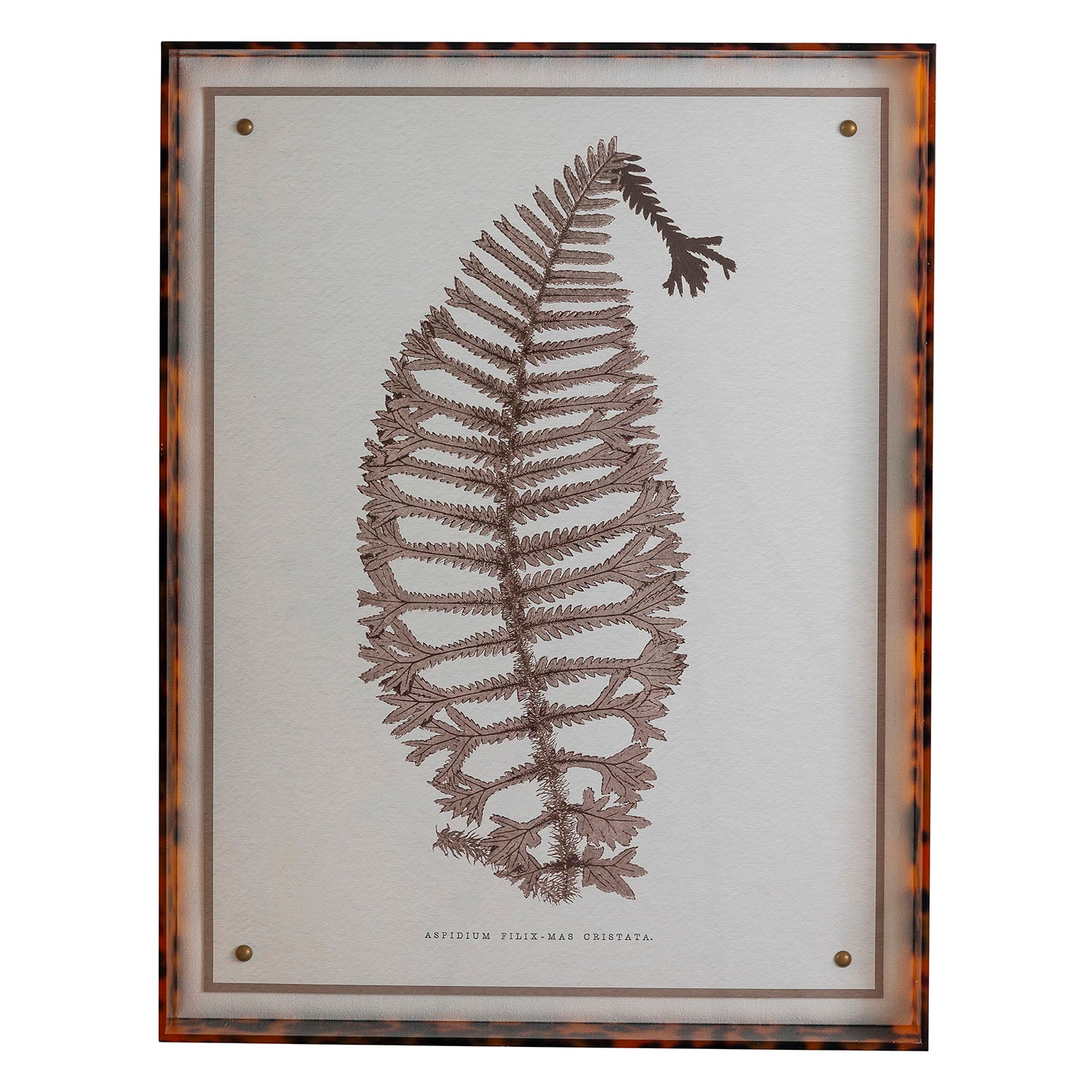 Sepia Fern X