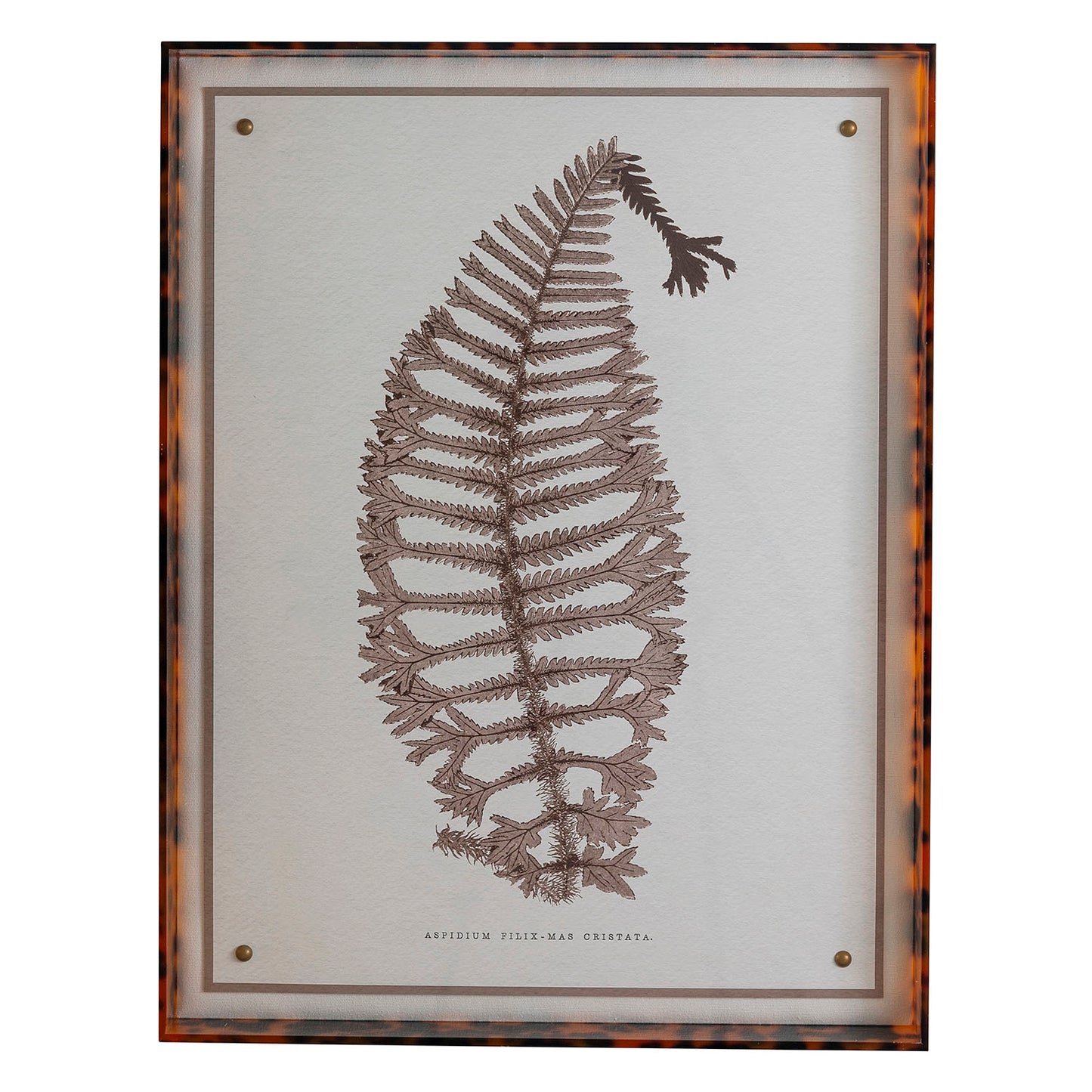 Sepia Fern X