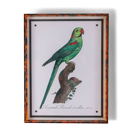 Parrot Green VII