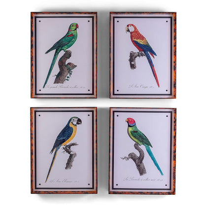 Parrot Turquoise VIII