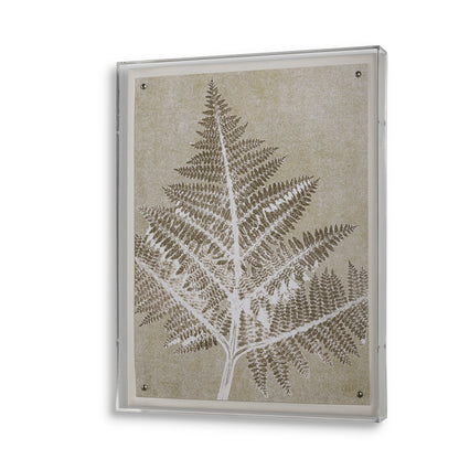 Fern I