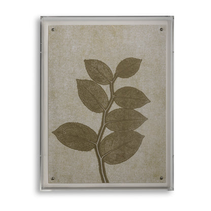 Fern II