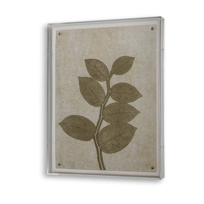 Fern II