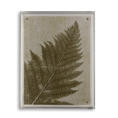 Fern V