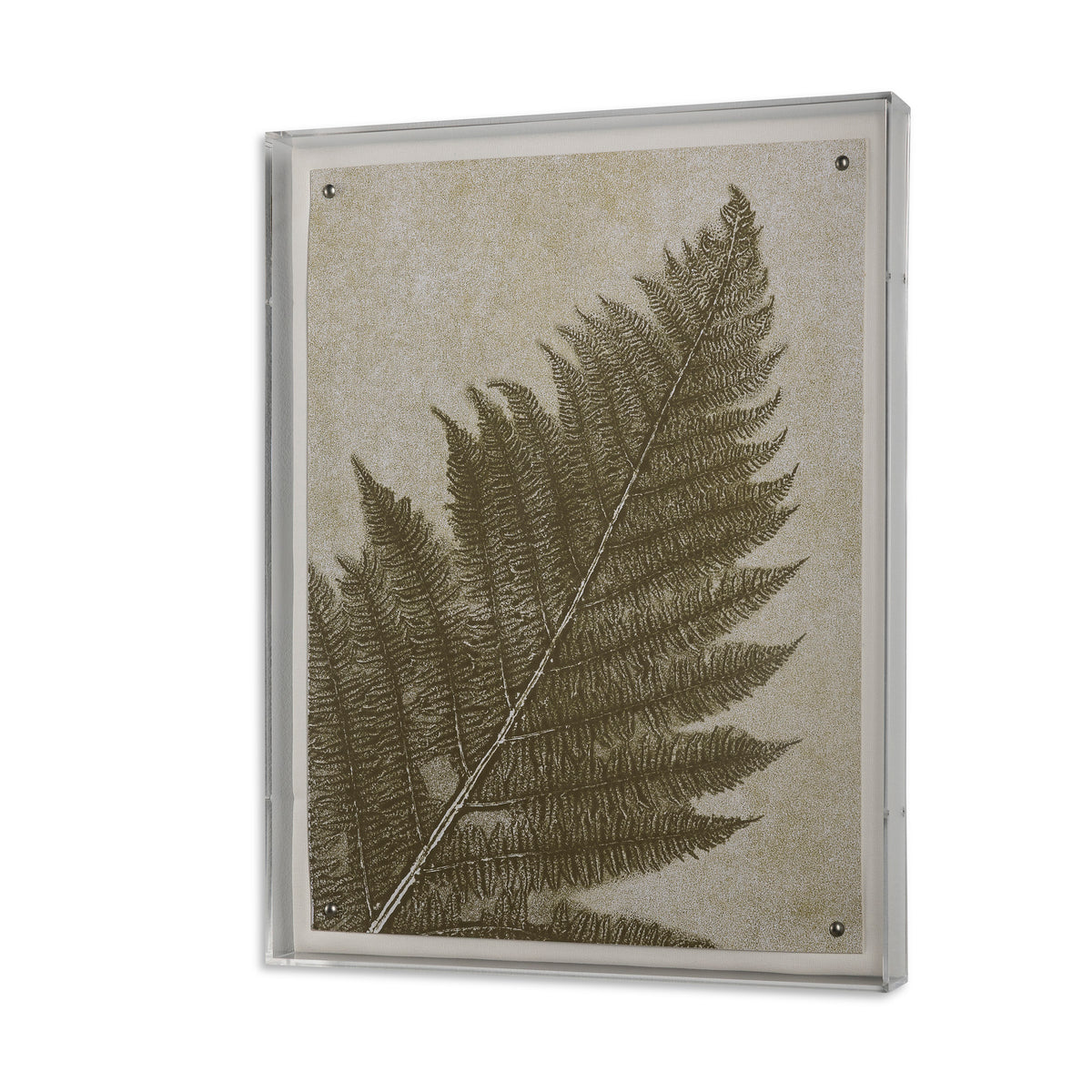 Fern V