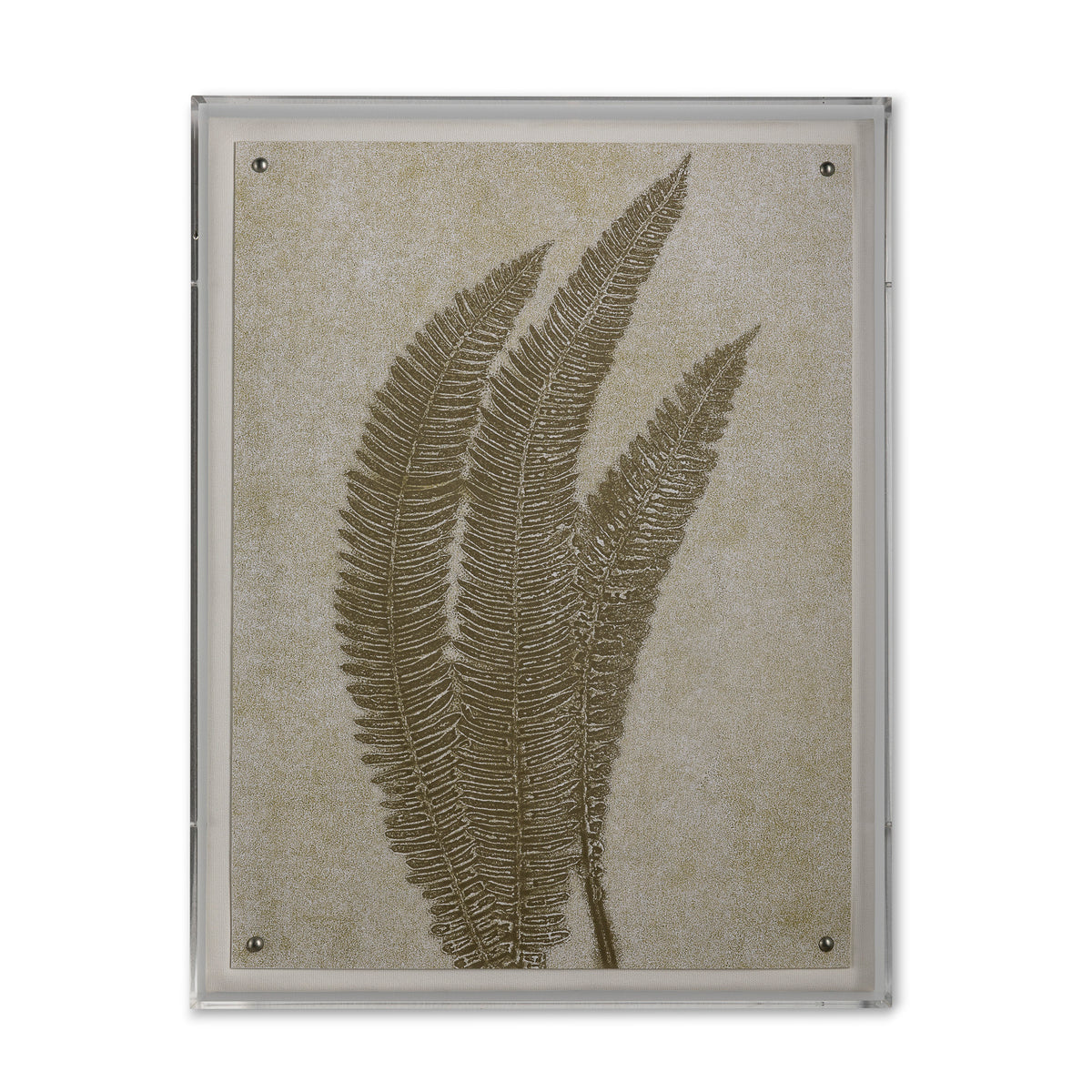 Fern VI