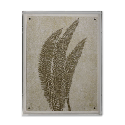 Fern VI
