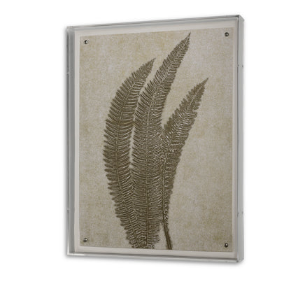 Fern VI