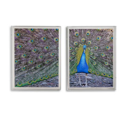 Peacock II