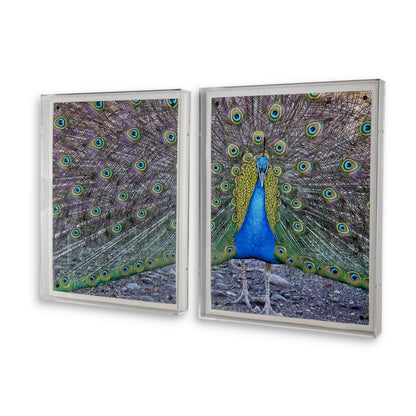 Peacock II