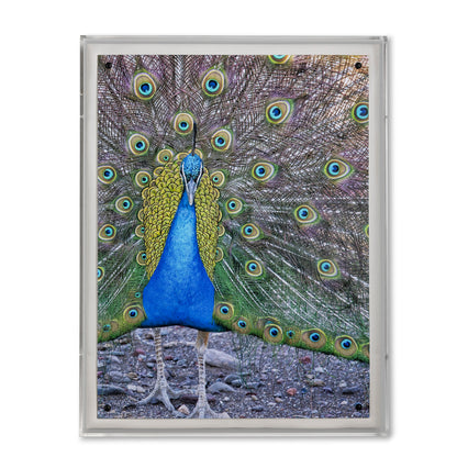 Peacock II