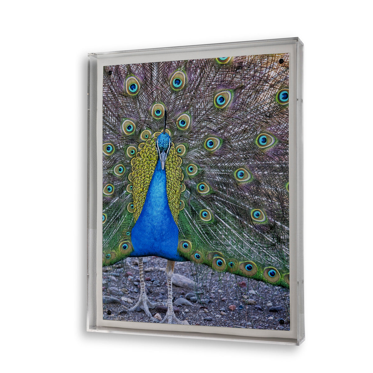 Peacock II