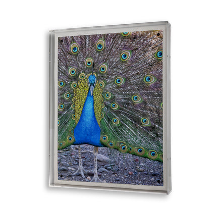 Peacock II