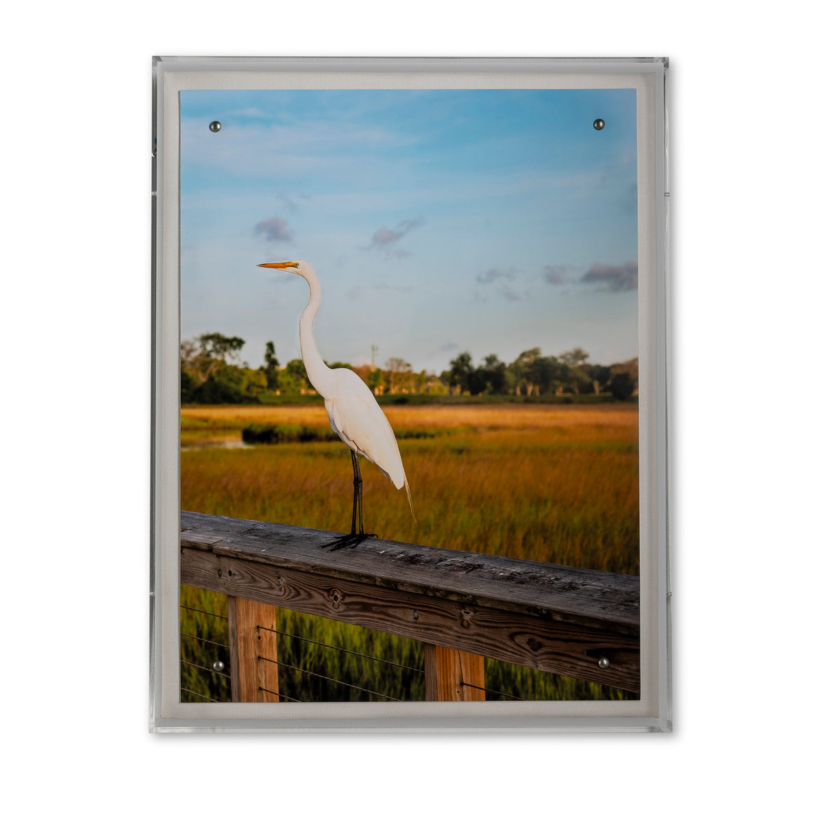 Lowcountry Egret II
