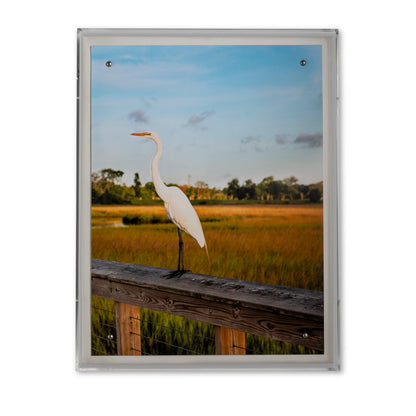 Lowcountry Egret II