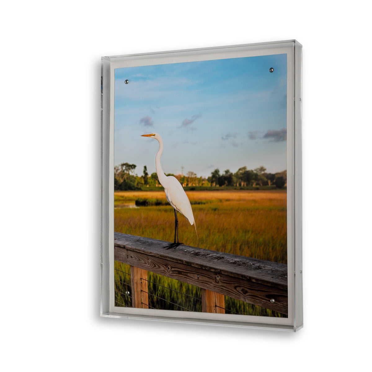Lowcountry Egret II