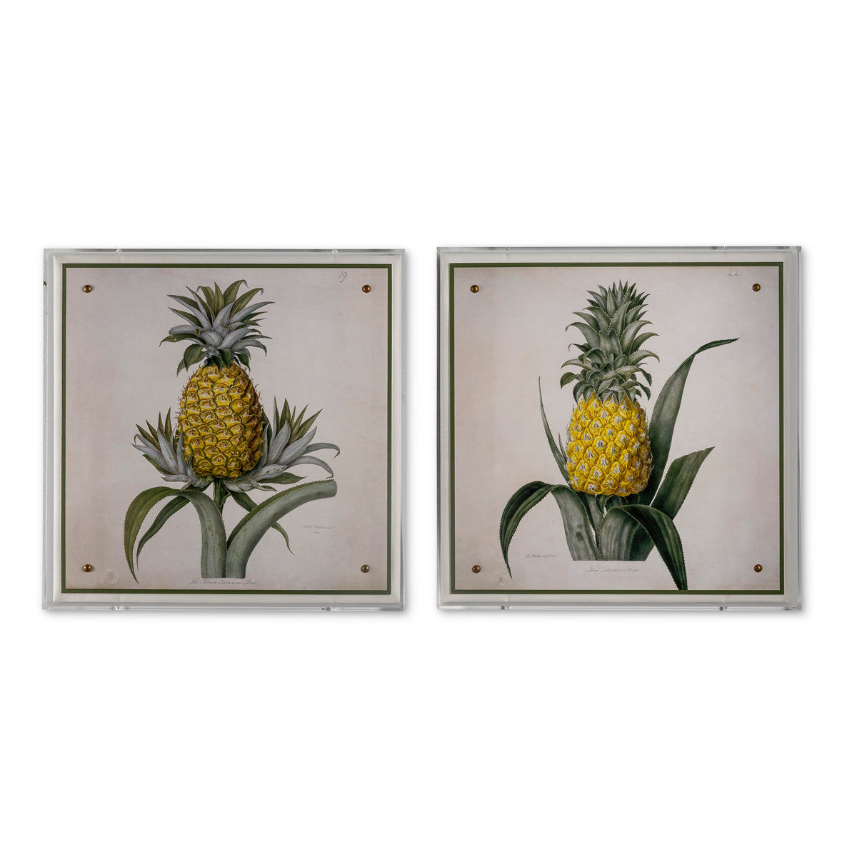 Queen Pineapple