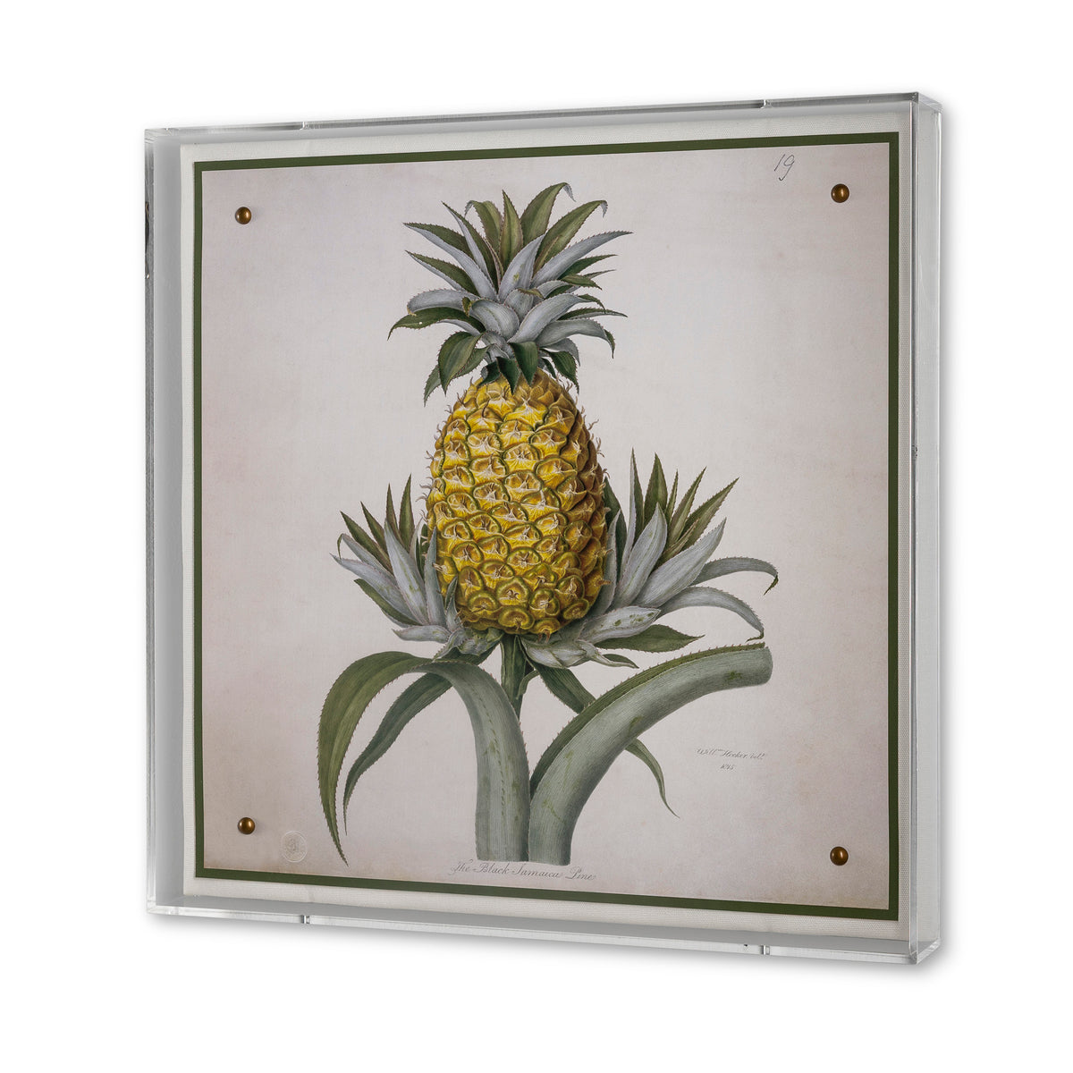 Jamaica Pineapple