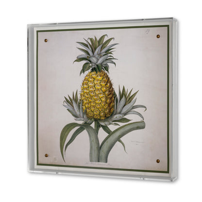 Jamaica Pineapple