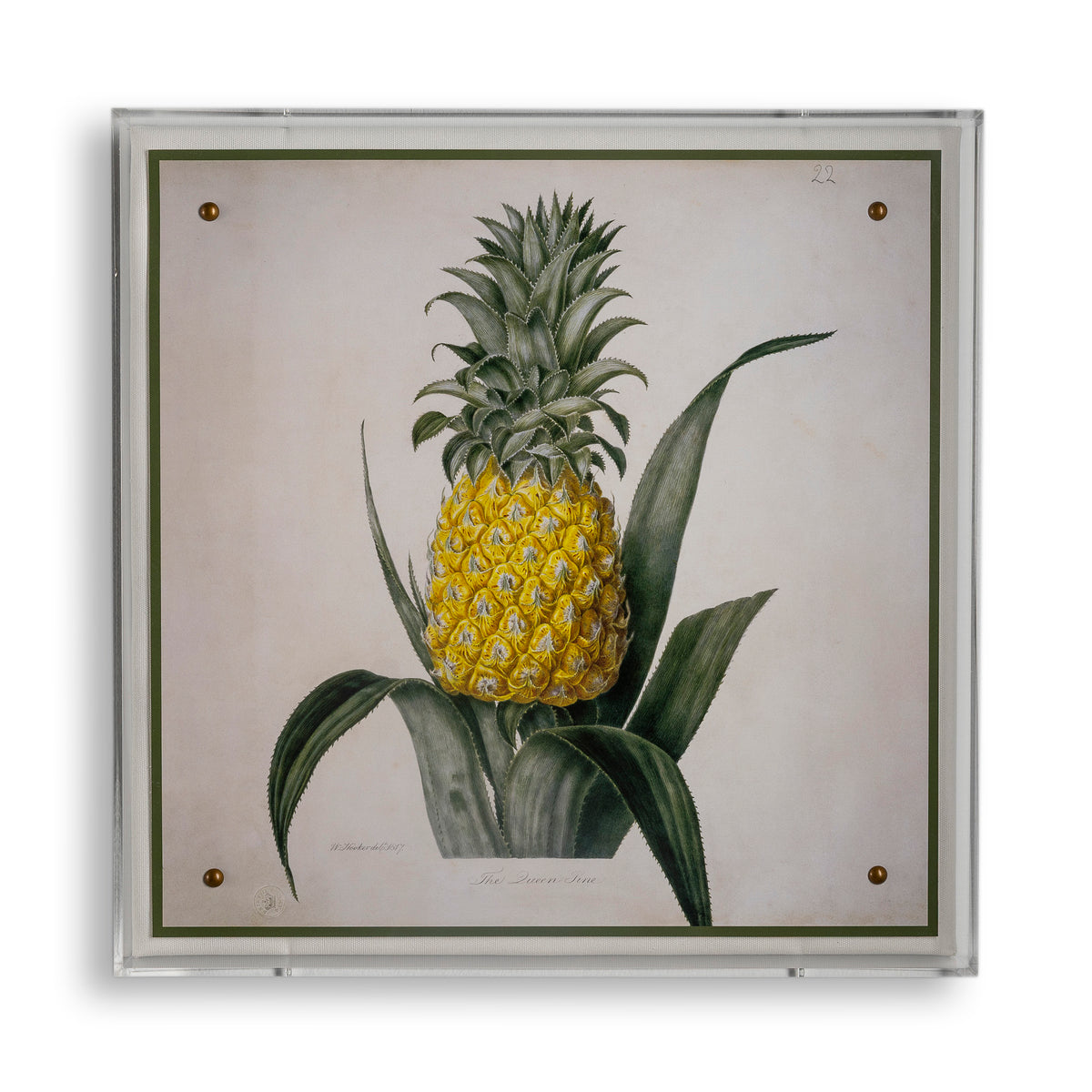 Queen Pineapple