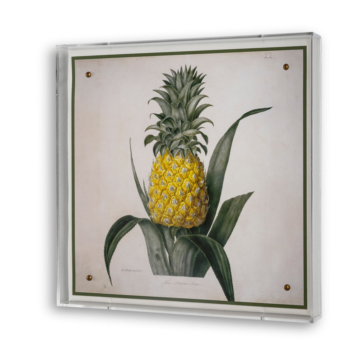 Queen Pineapple