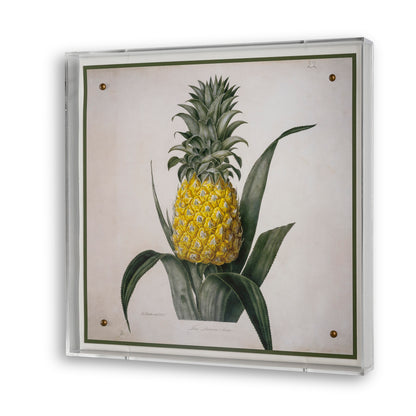 Queen Pineapple