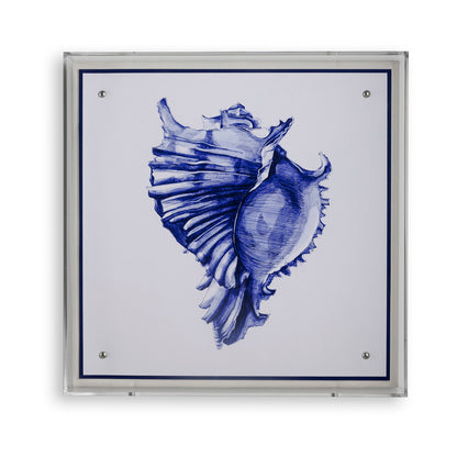 Sea Conch Shell