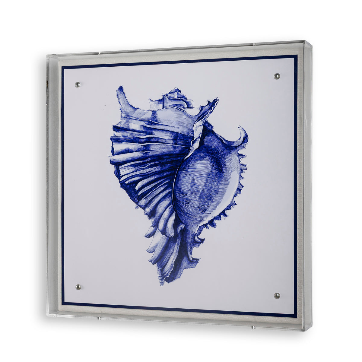 Sea Conch Shell